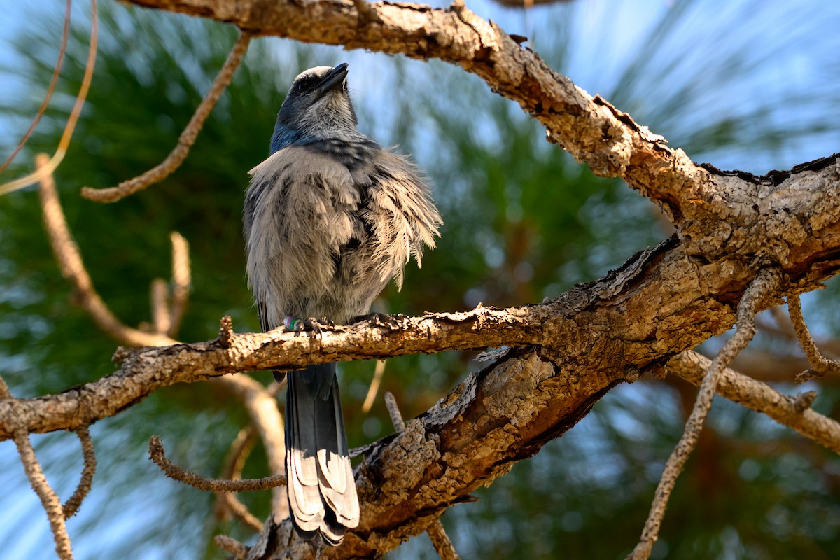 Florida Scrub-Jay - Christine Kozlosky