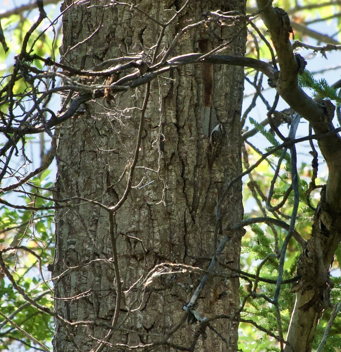 Brown Creeper - ML623092663