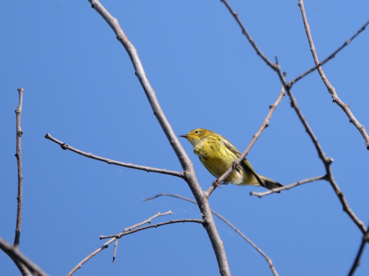 Cape May Warbler - ML623092665