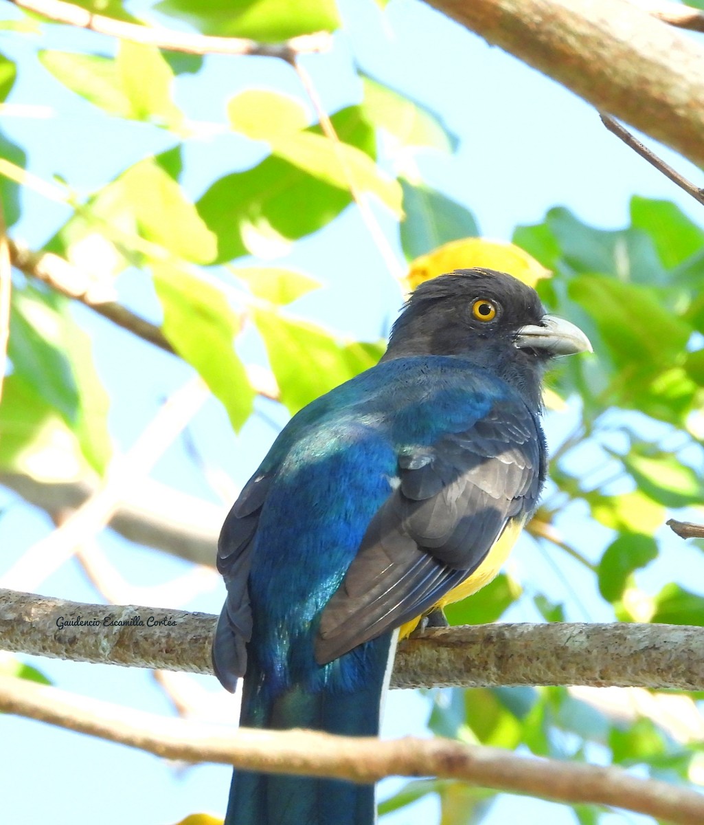 Citreoline Trogon - Gaudencio Escamilla cortes