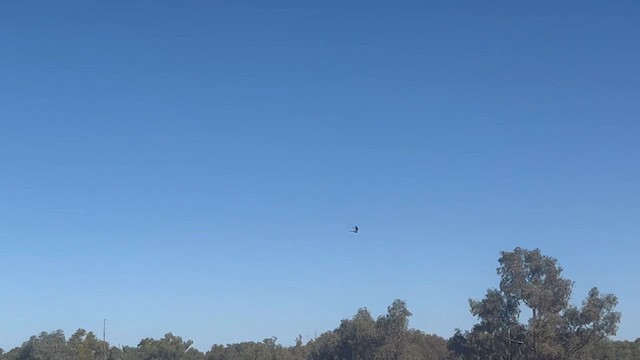 Cockatiel - ML623092717