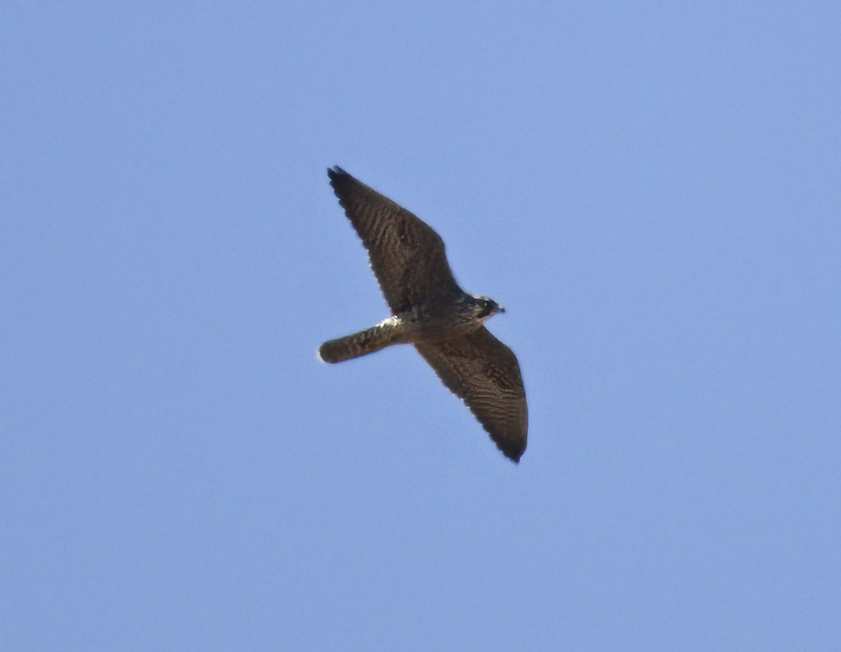 Peregrine Falcon (Peale's) - ML623092718