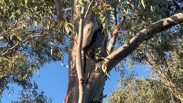 Mulga Parrot - ML623092729