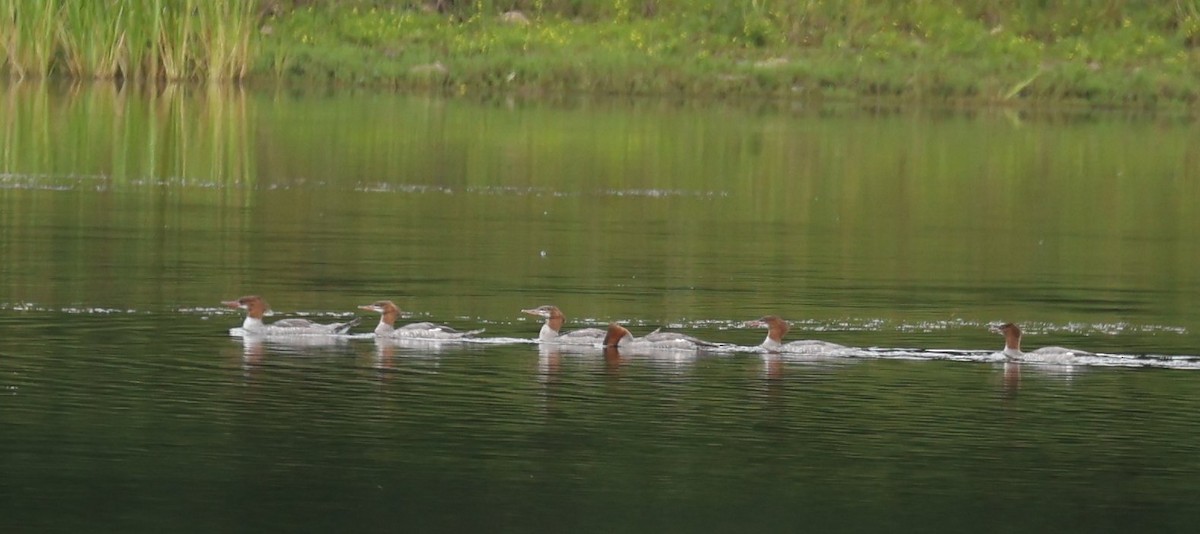 Common Merganser - ML623092768