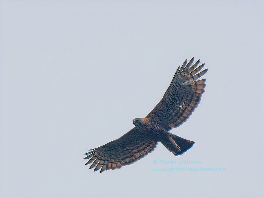Javan Hawk-Eagle - ML623092769