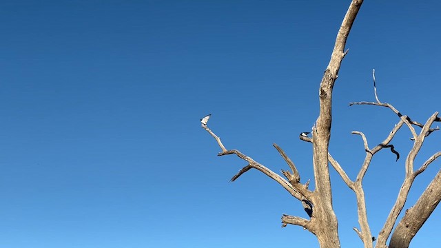 White-breasted Woodswallow - ML623092775