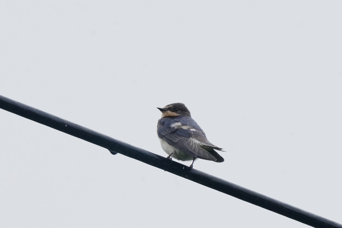 Pale-footed Swallow - ML623092780