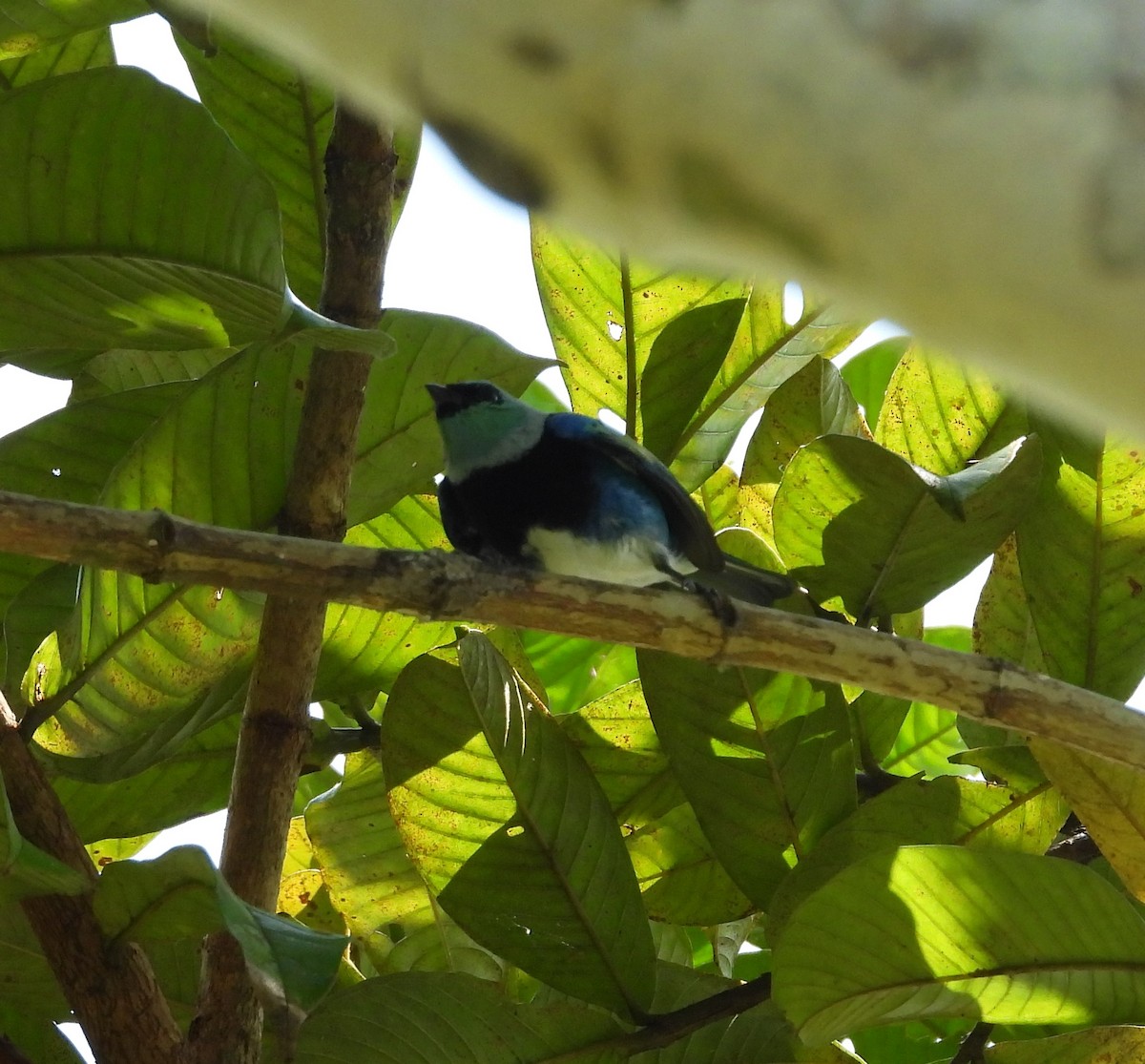 Masked Tanager - ML623092800