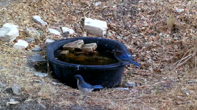 Steller's Jay (Coastal) - ML623092813