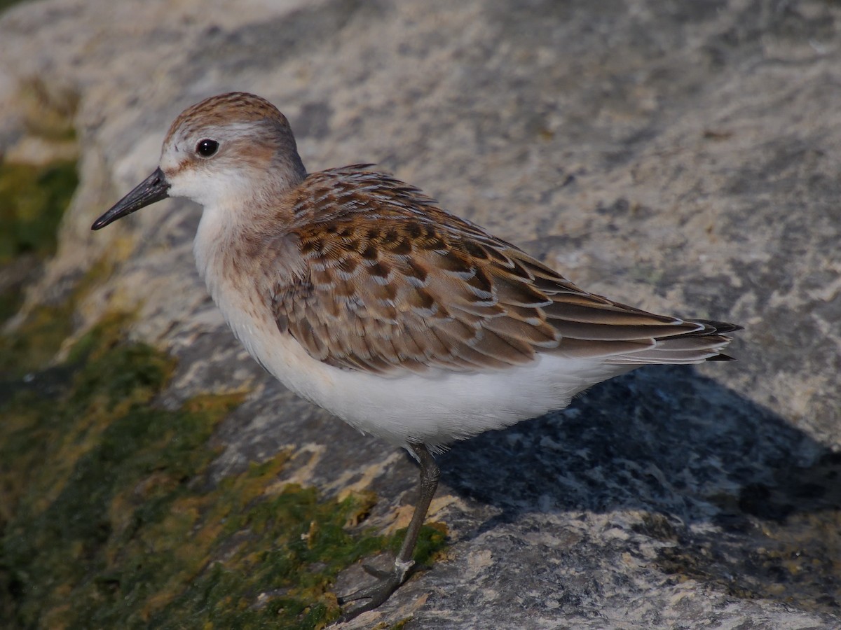 Semipalmated Sandpiper - ML623092814