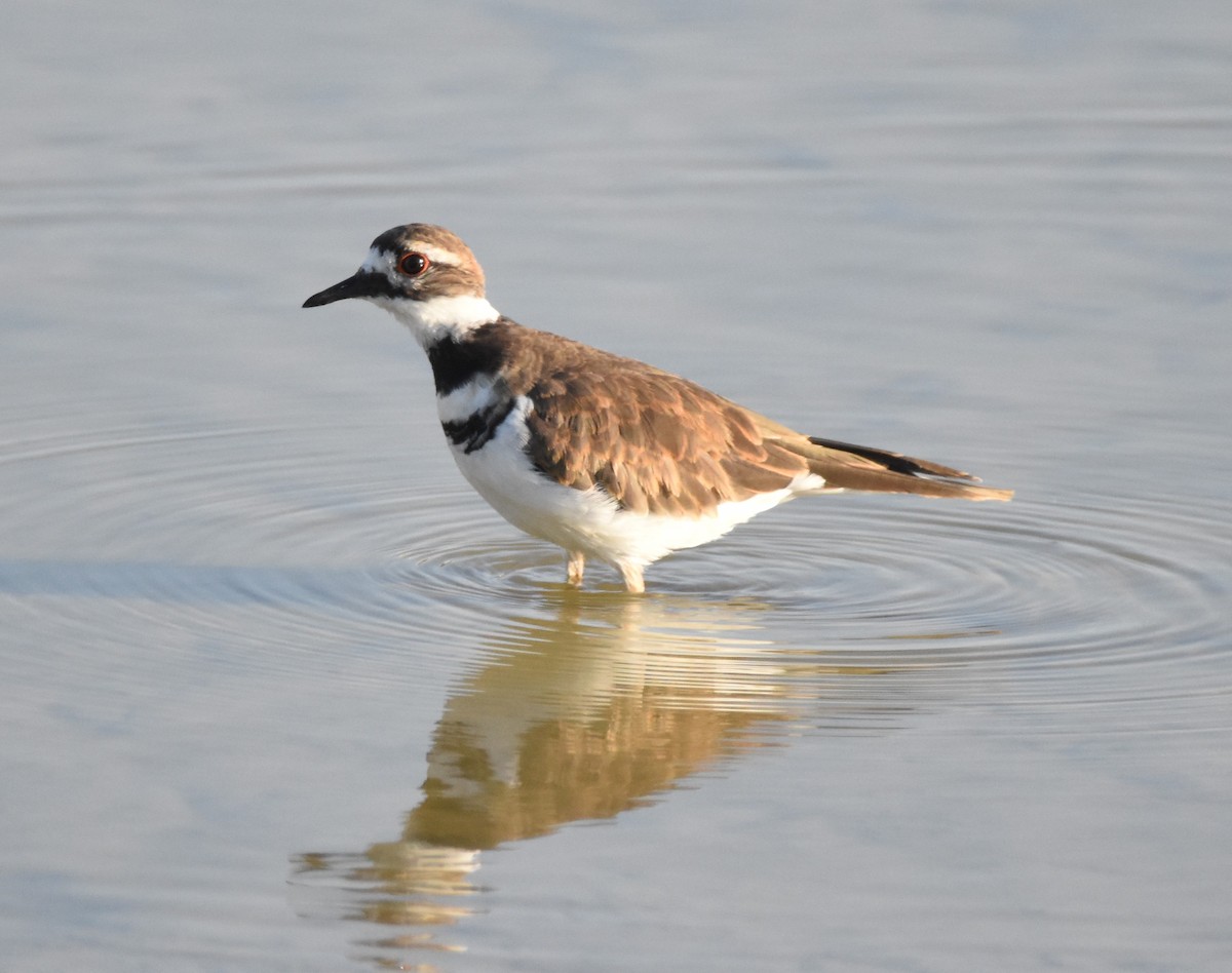 Killdeer - ML623092887