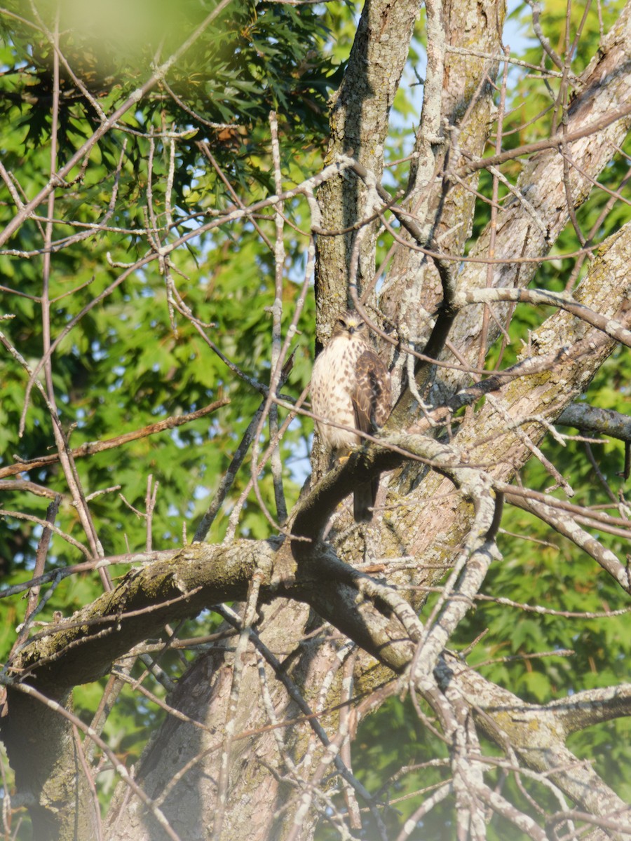 Cooper's Hawk - ML623092919