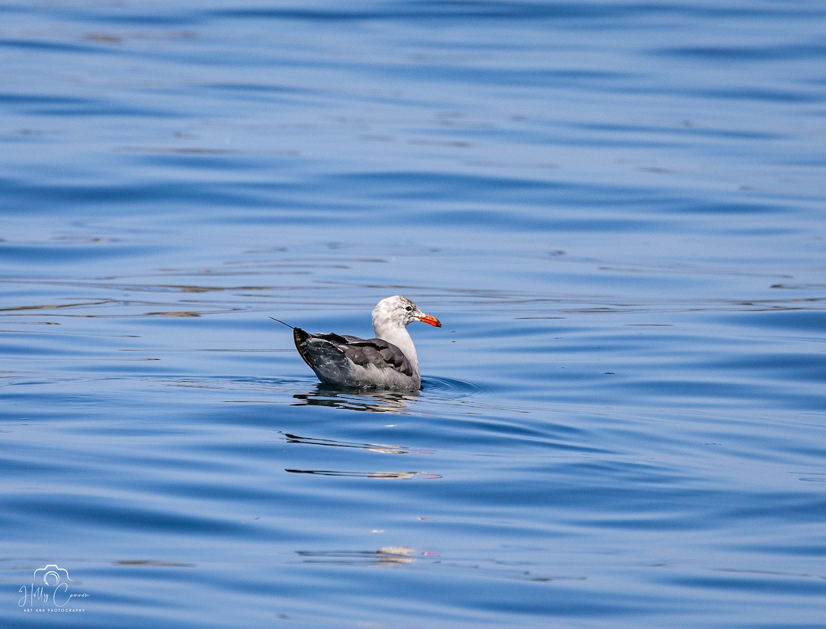 Heermann's Gull - ML623093049