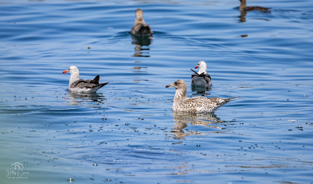 Heermann's Gull - ML623093050