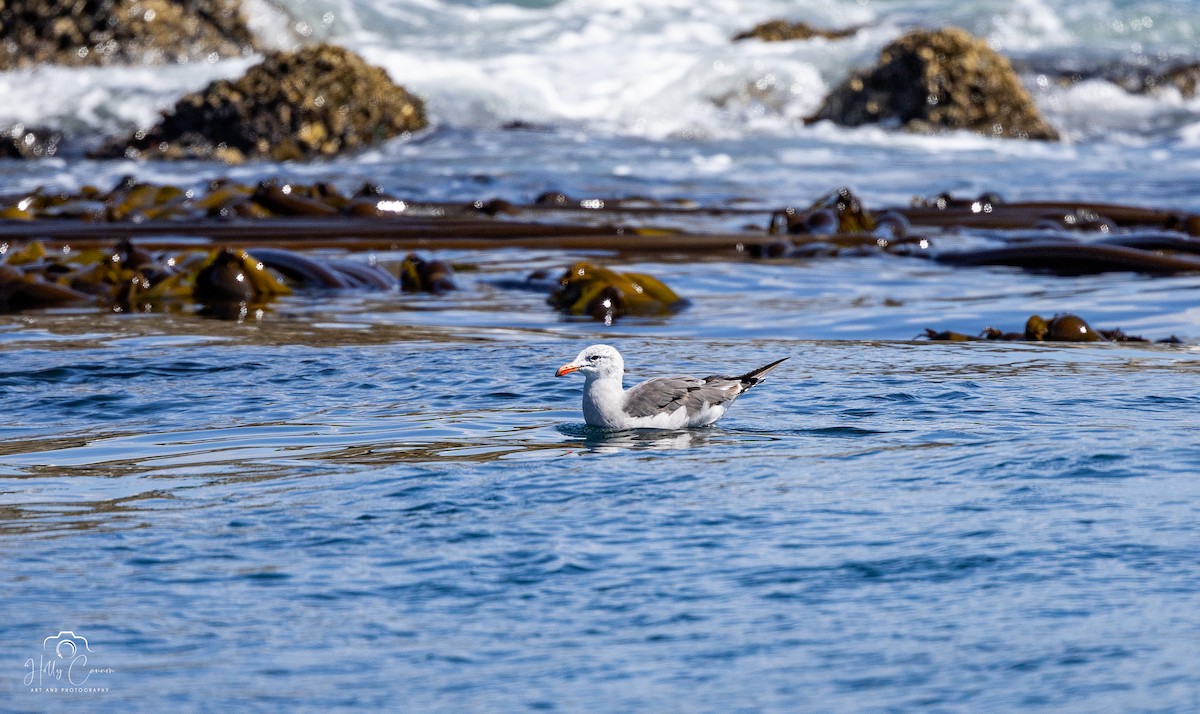 Heermann's Gull - ML623093051