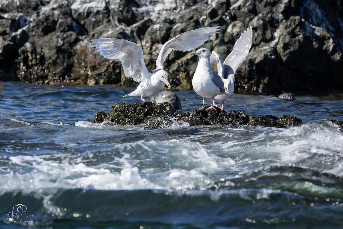 Glaucous-winged Gull - ML623093097