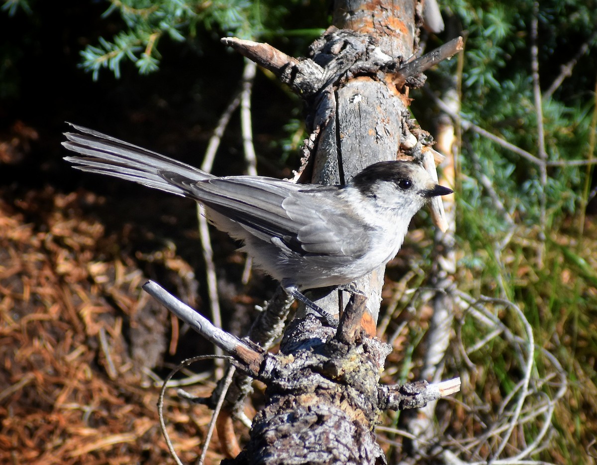 Canada Jay - ML623093125