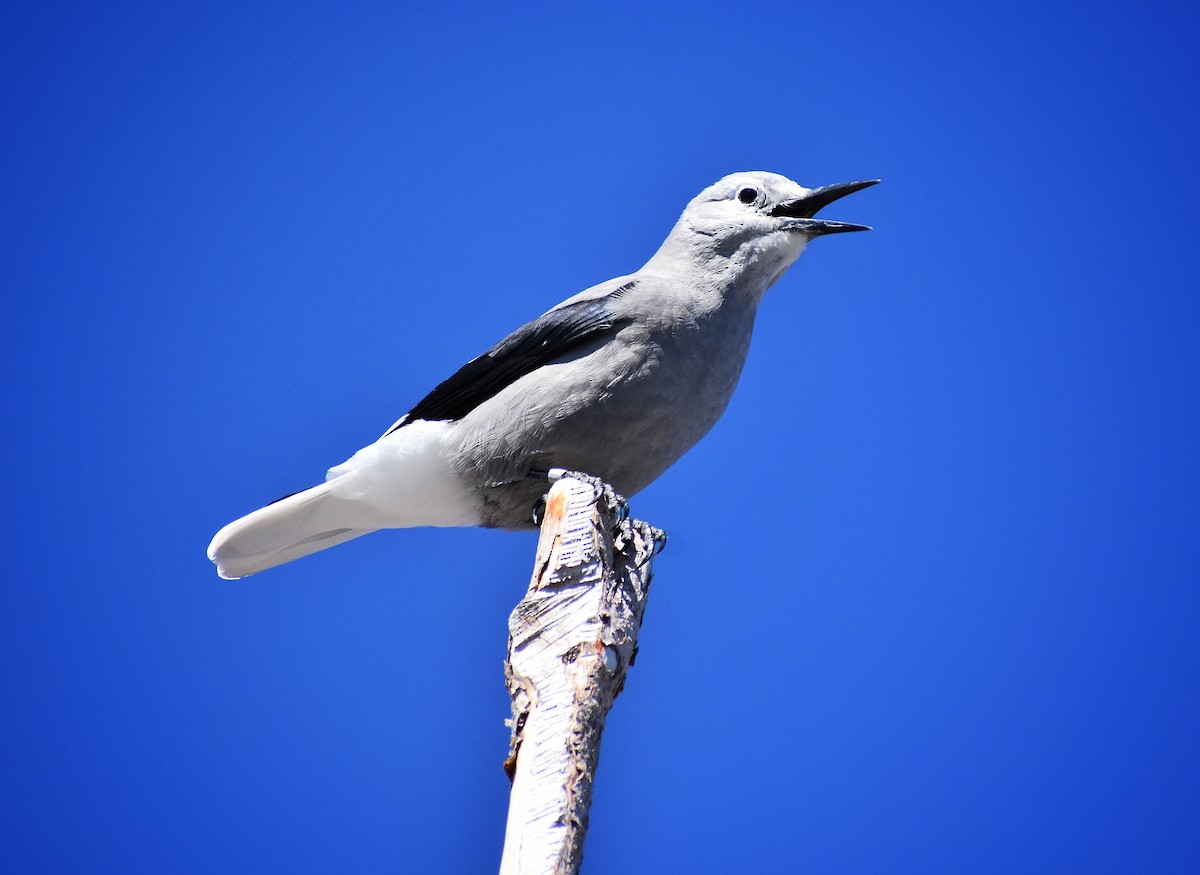 Clark's Nutcracker - ML623093140