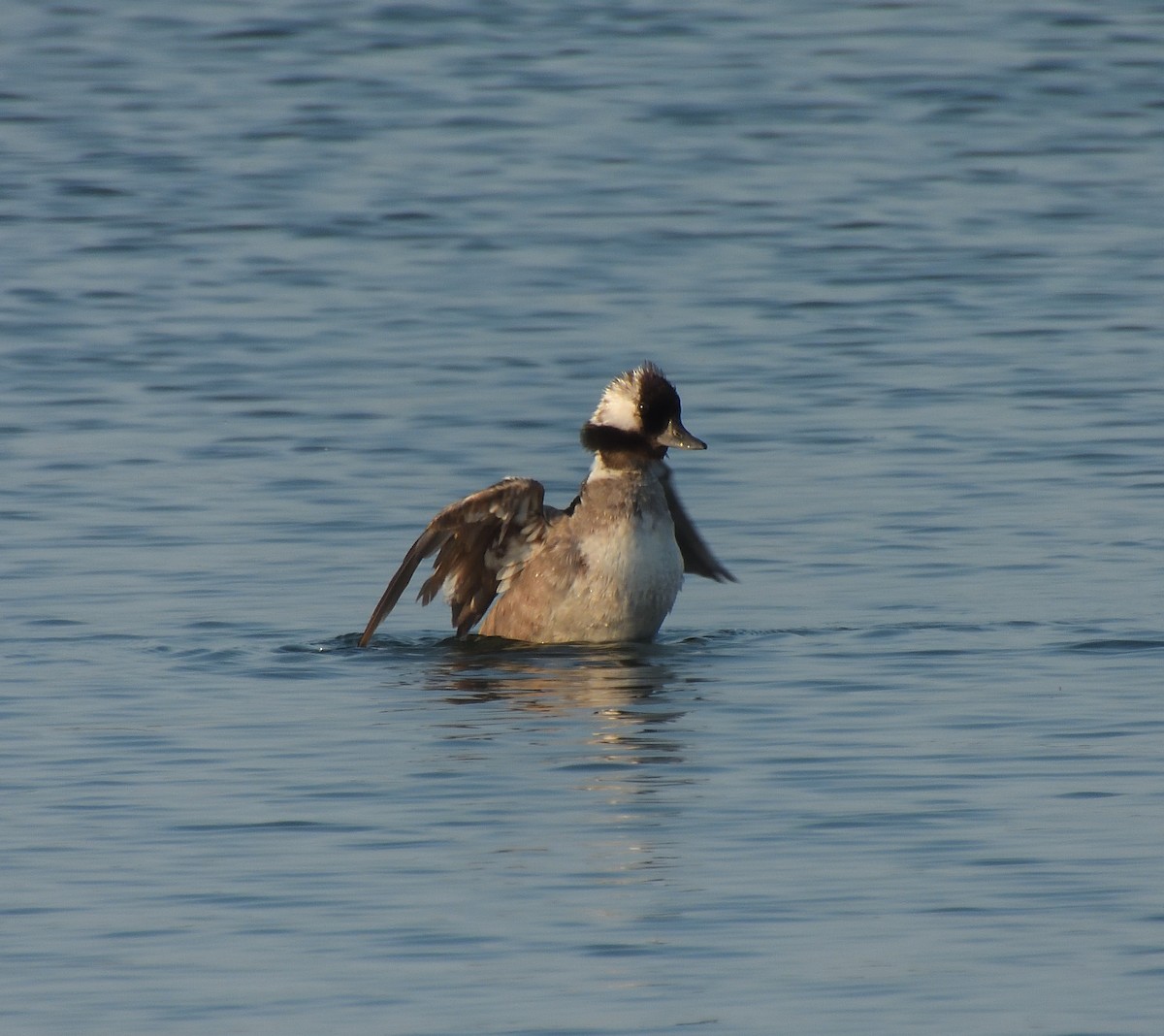 Bufflehead - ML623093141