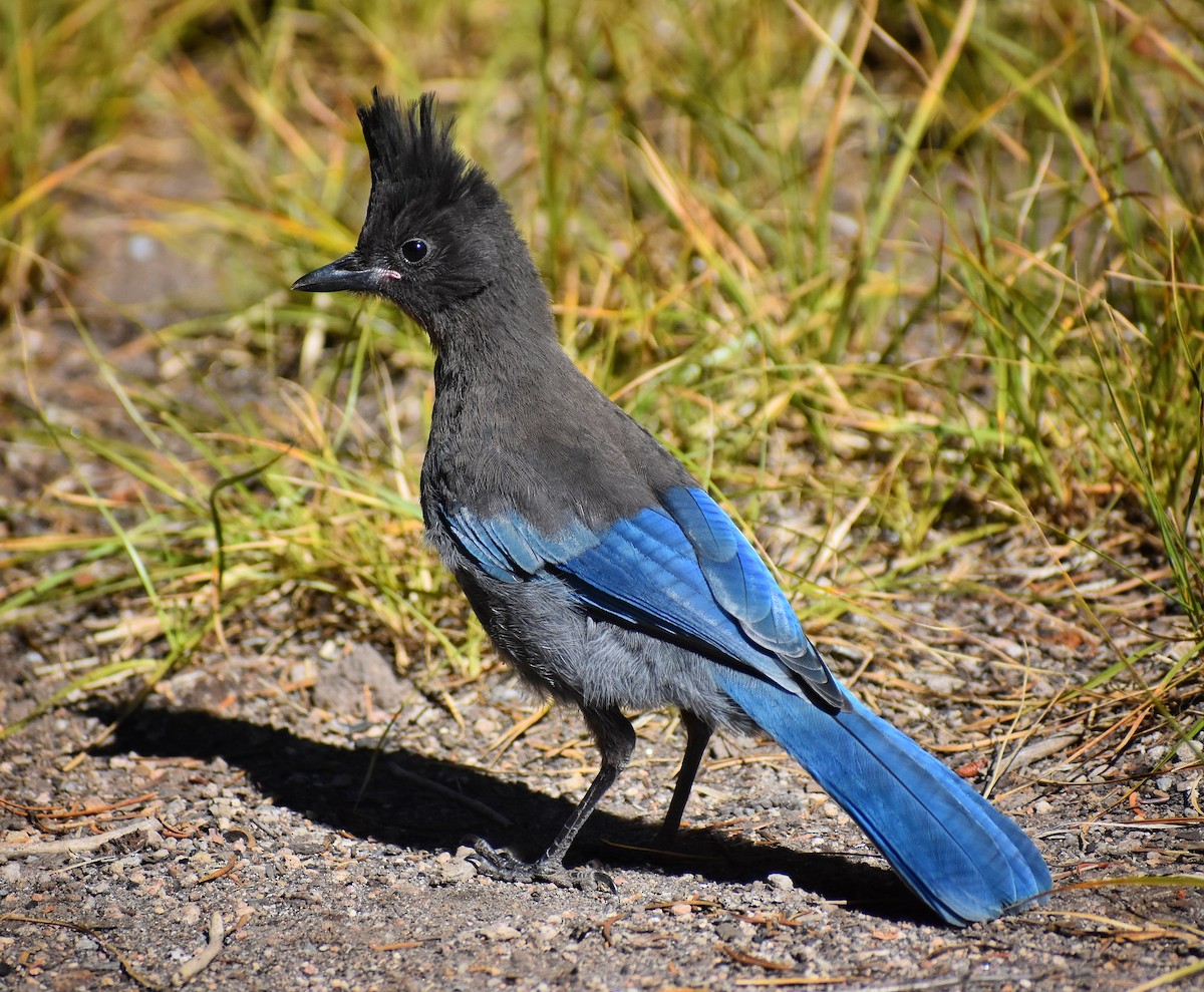 Steller's Jay - ML623093146