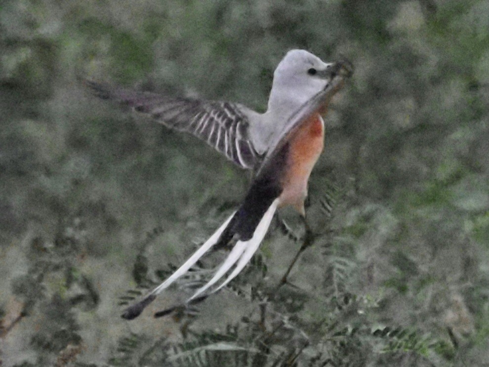 Scissor-tailed Flycatcher - ML623093293