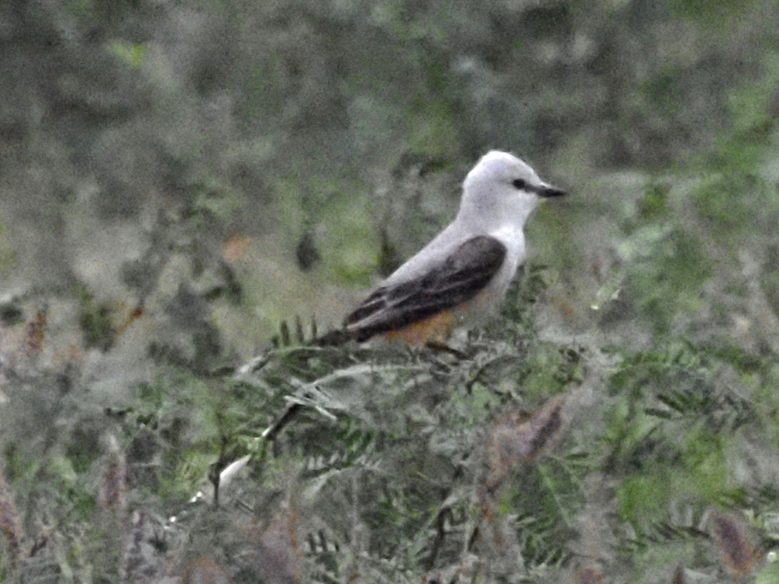 Scissor-tailed Flycatcher - ML623093294