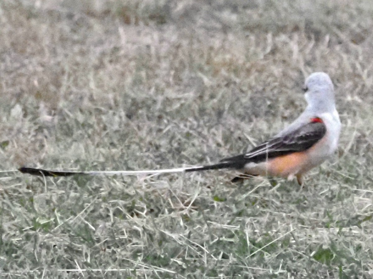 Scissor-tailed Flycatcher - ML623093295