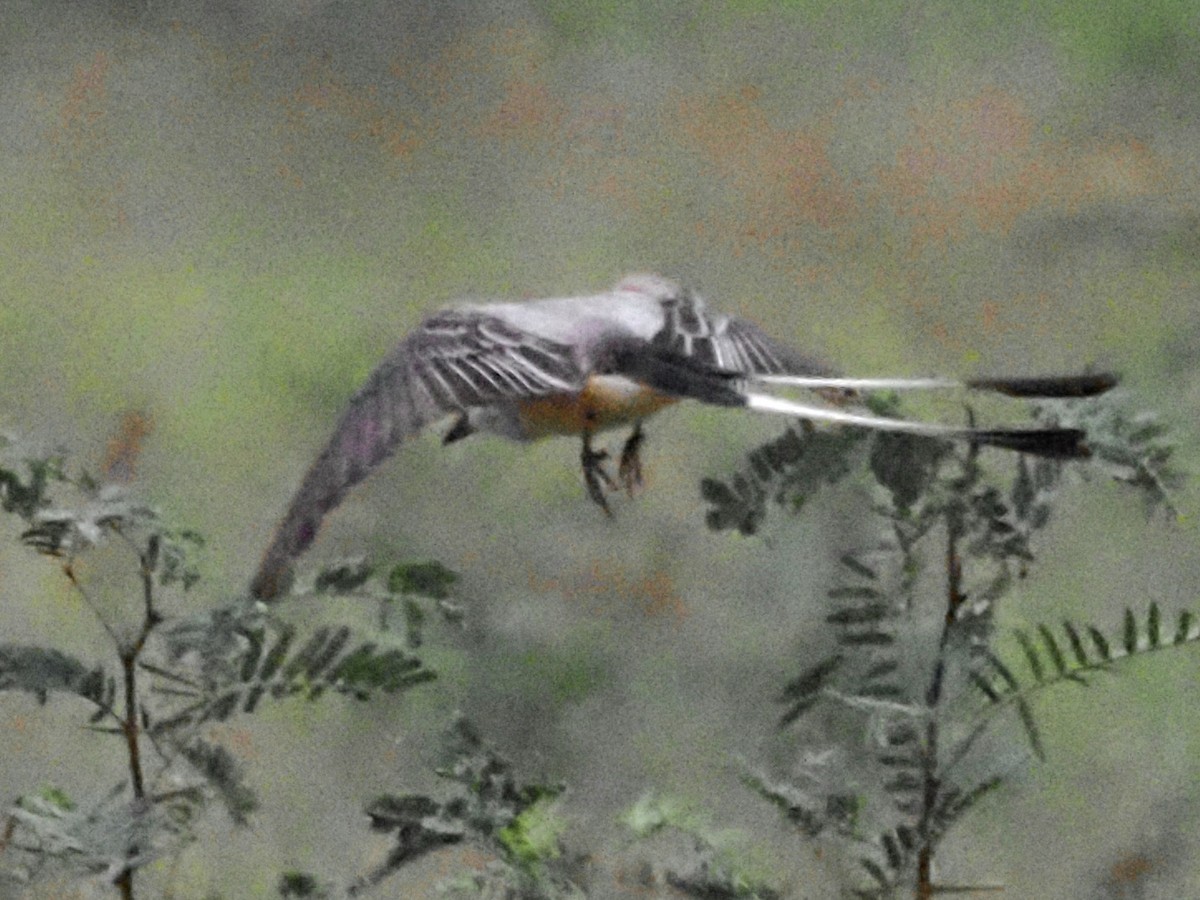 Scissor-tailed Flycatcher - ML623093296