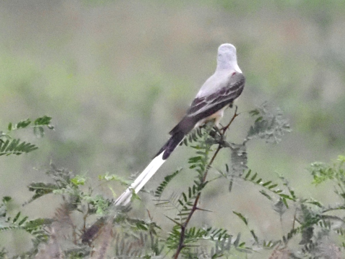 Scissor-tailed Flycatcher - ML623093297