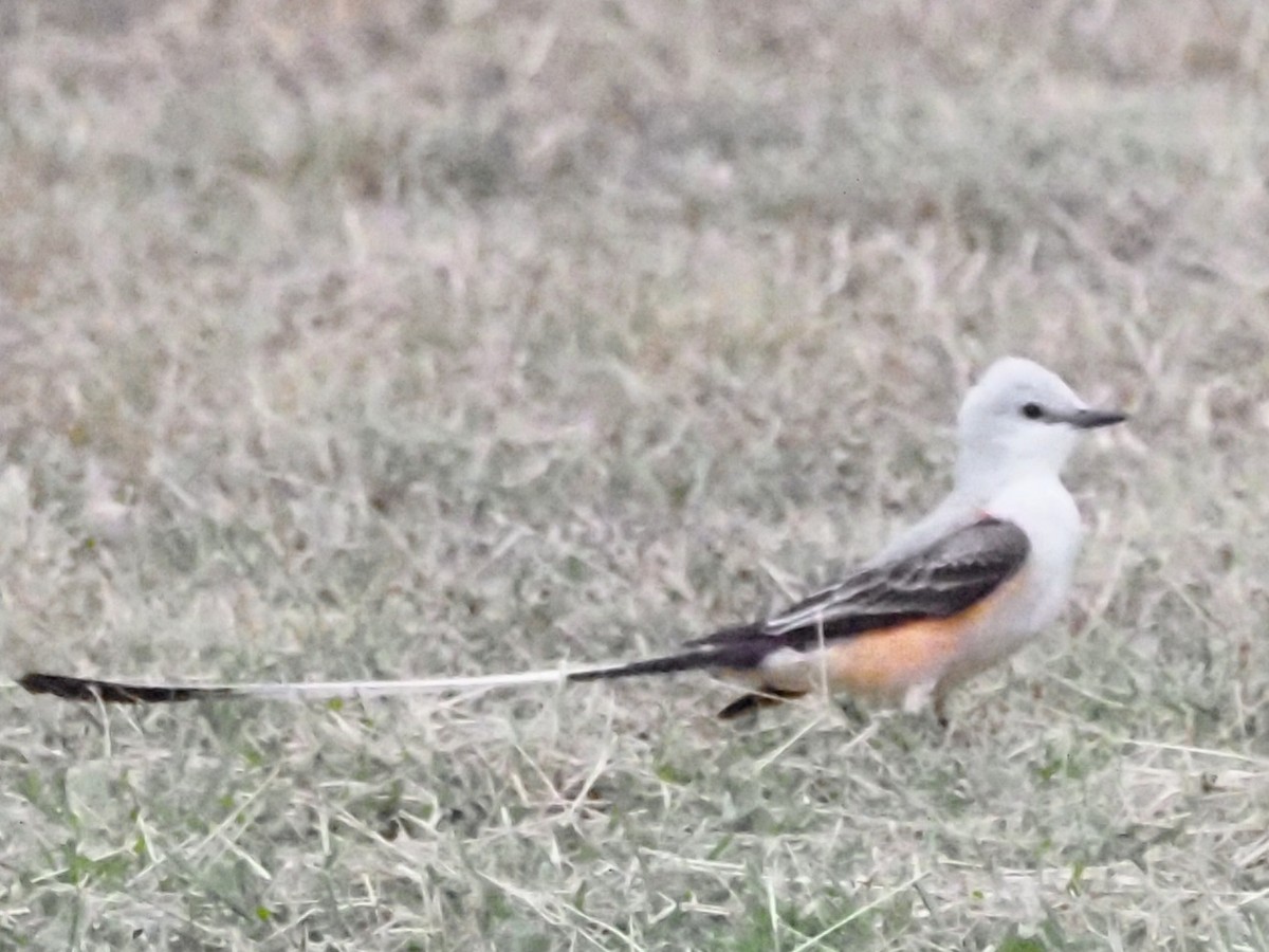 Scissor-tailed Flycatcher - ML623093298