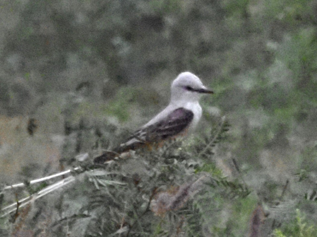 Scissor-tailed Flycatcher - ML623093299