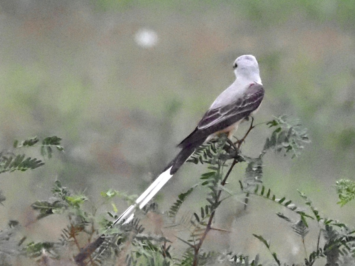 Scissor-tailed Flycatcher - ML623093300