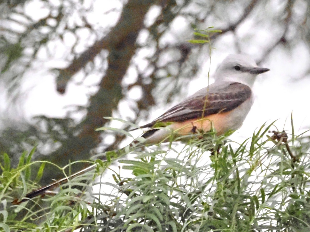 Scissor-tailed Flycatcher - ML623093301