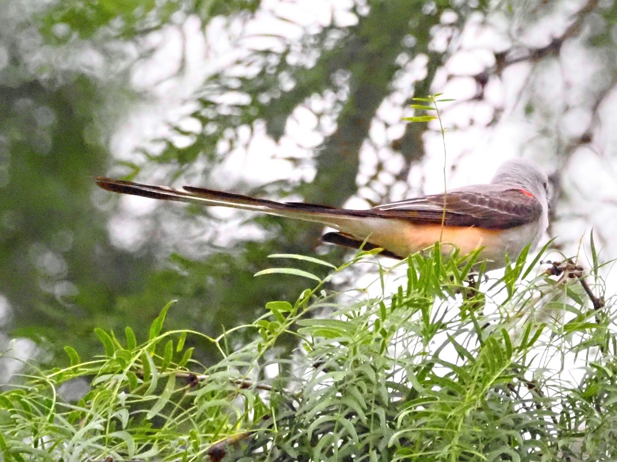 Scissor-tailed Flycatcher - ML623093302