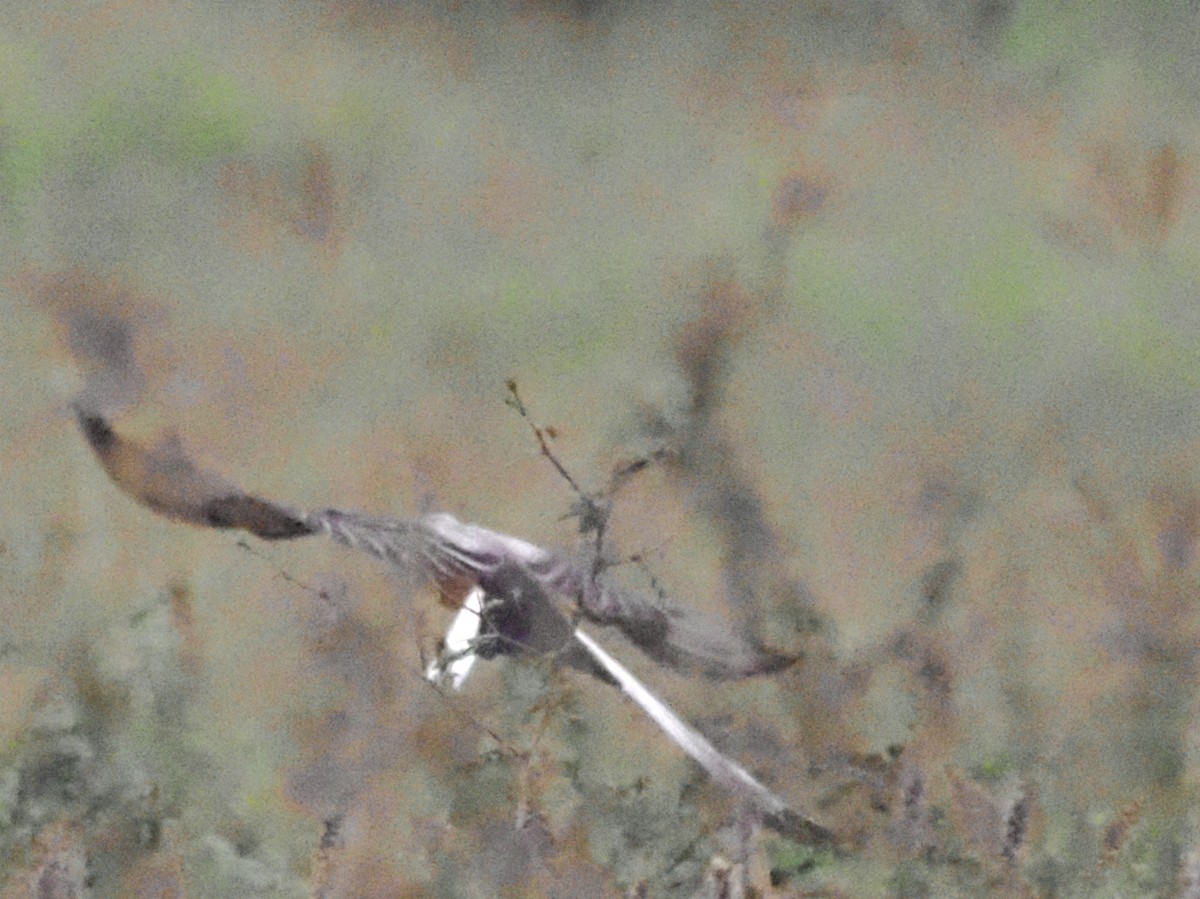 Scissor-tailed Flycatcher - ML623093303