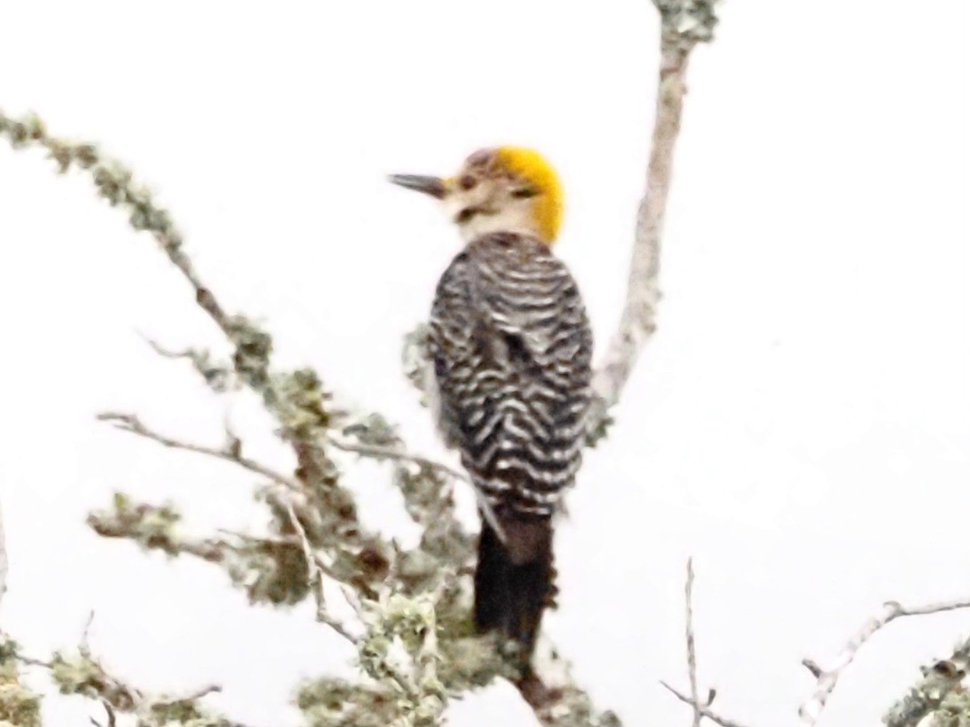 Golden-fronted Woodpecker - ML623093355