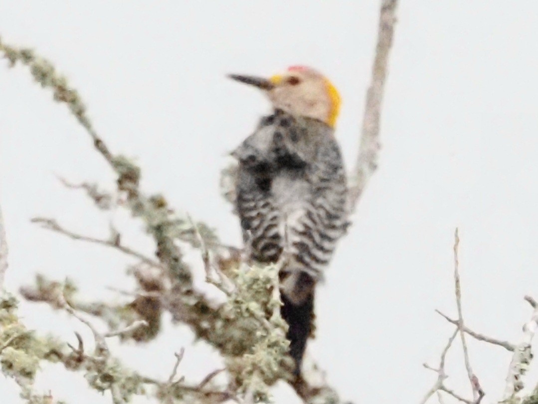 Golden-fronted Woodpecker - ML623093356