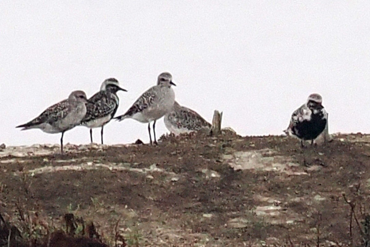 Black-bellied Plover - ML623093372