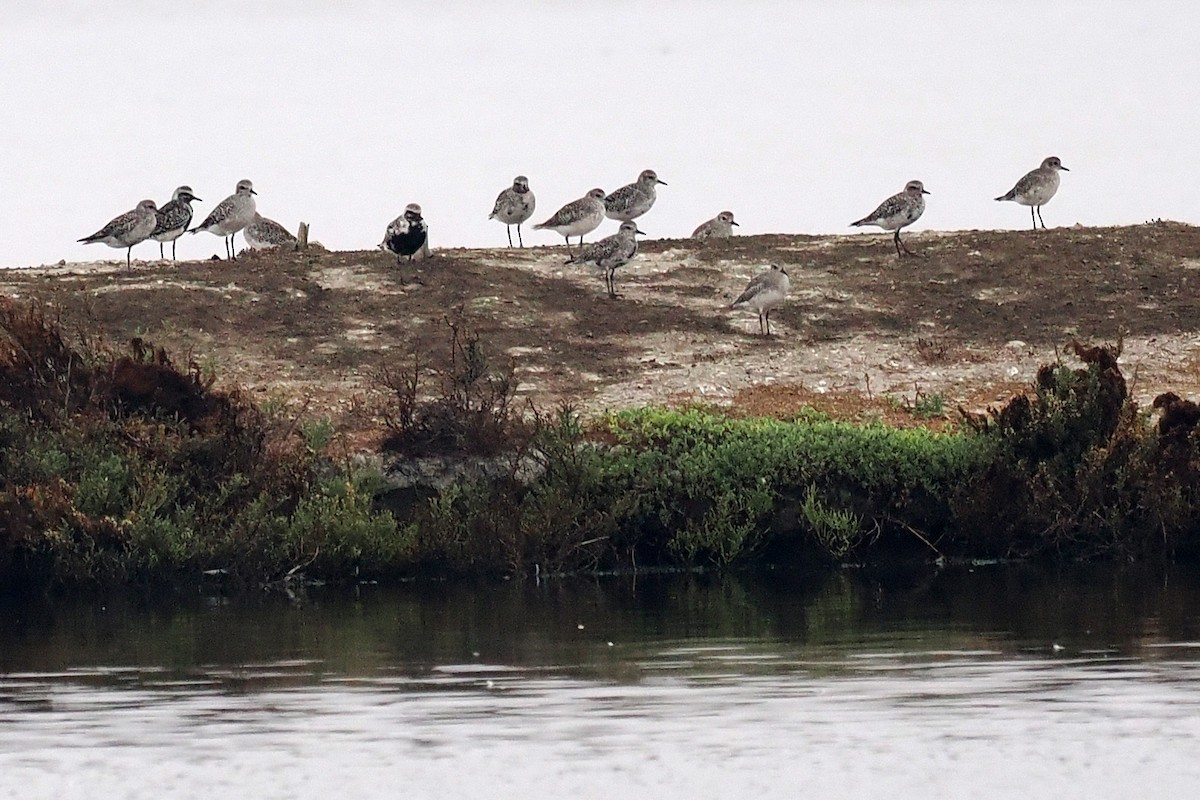 Black-bellied Plover - ML623093373