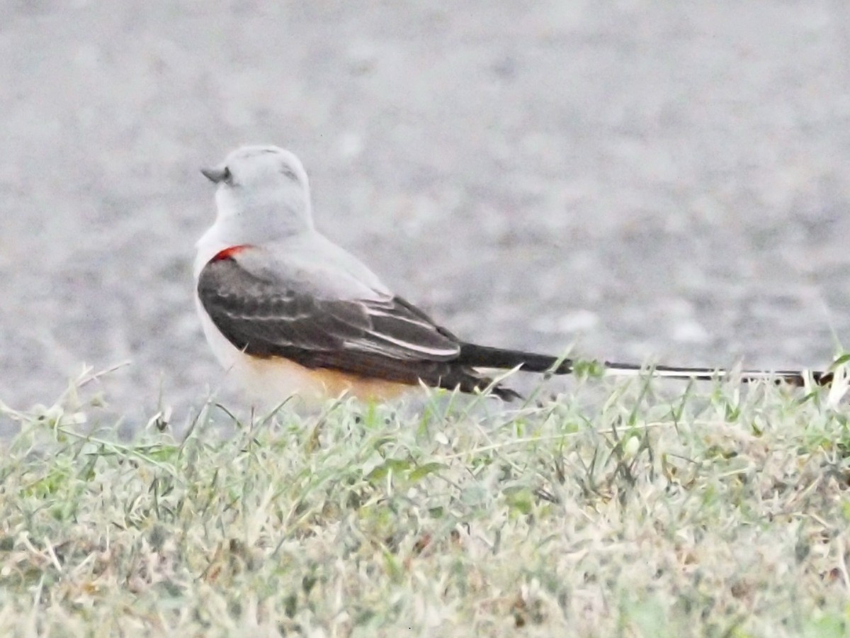 Scissor-tailed Flycatcher - ML623093385