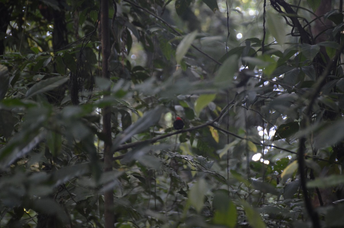 Red-capped Manakin - ML623093432