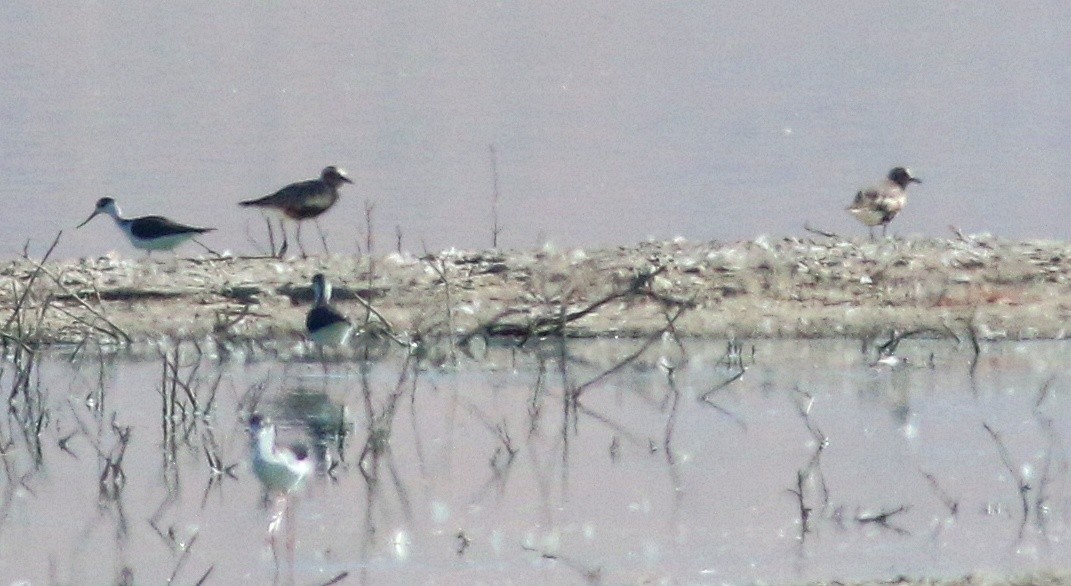 Black-bellied Plover - Charity Hagen