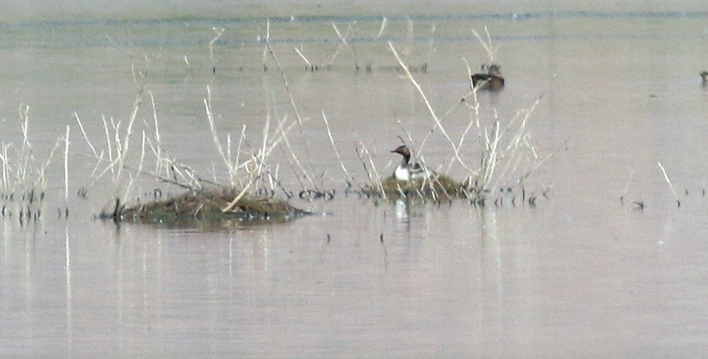 Eared Grebe - Charity Hagen