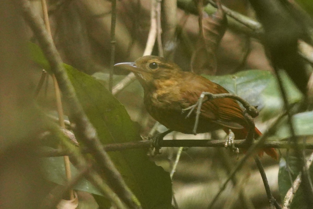 Ochre-throated Foliage-gleaner - Luis Carlos García Mejía