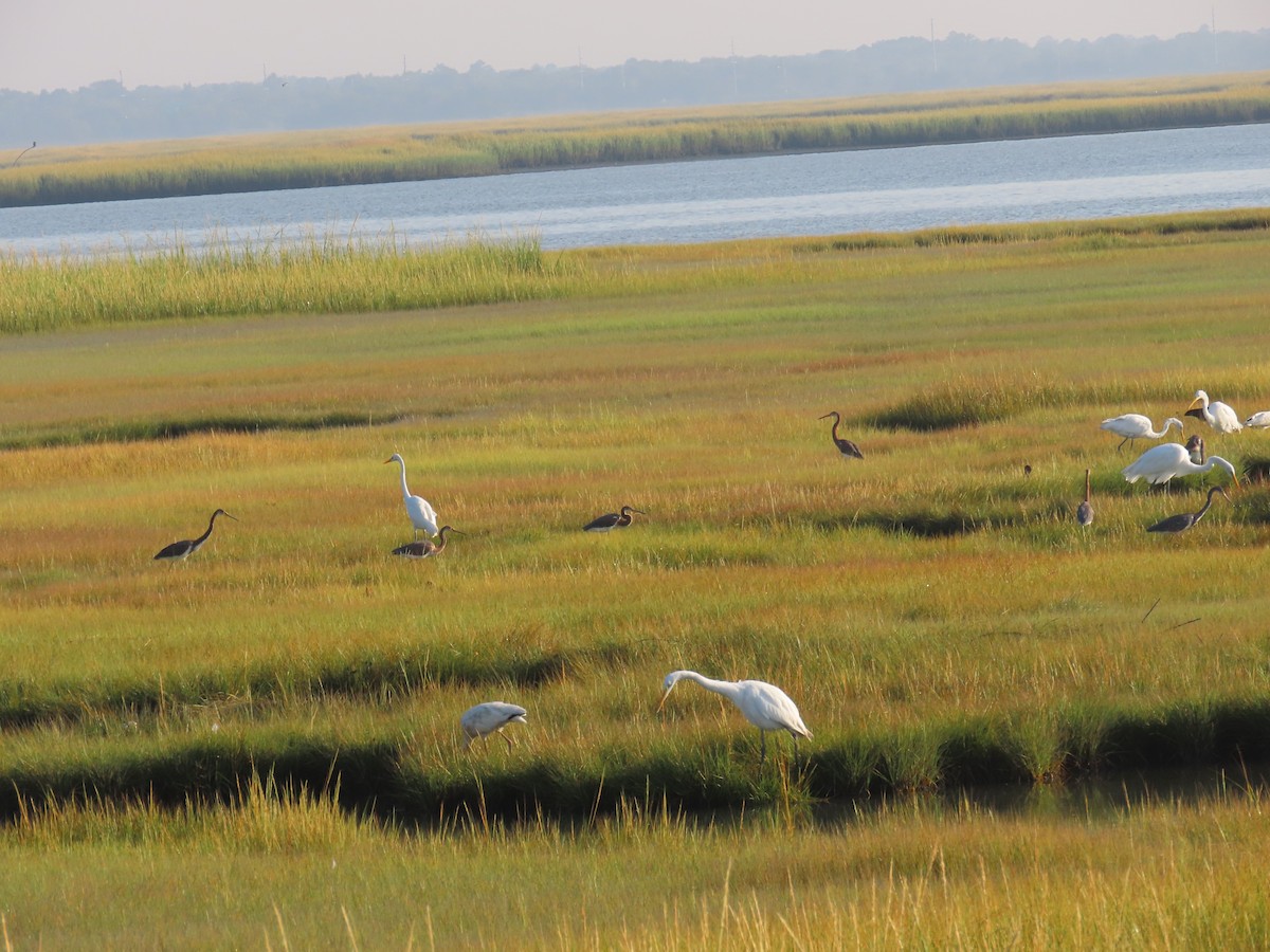 Aigrette tricolore - ML623093770