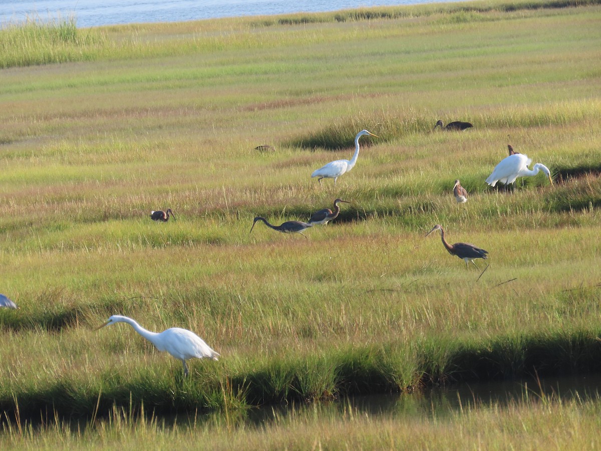 Aigrette tricolore - ML623093771