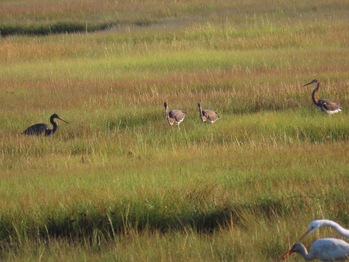 Aigrette tricolore - ML623093772