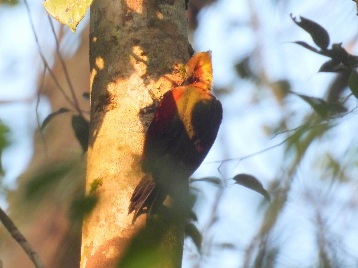 Checker-throated Woodpecker (Checker-throated) - ML623093774