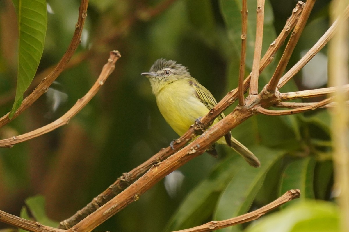 Gray-crowned Flatbill - ML623093775