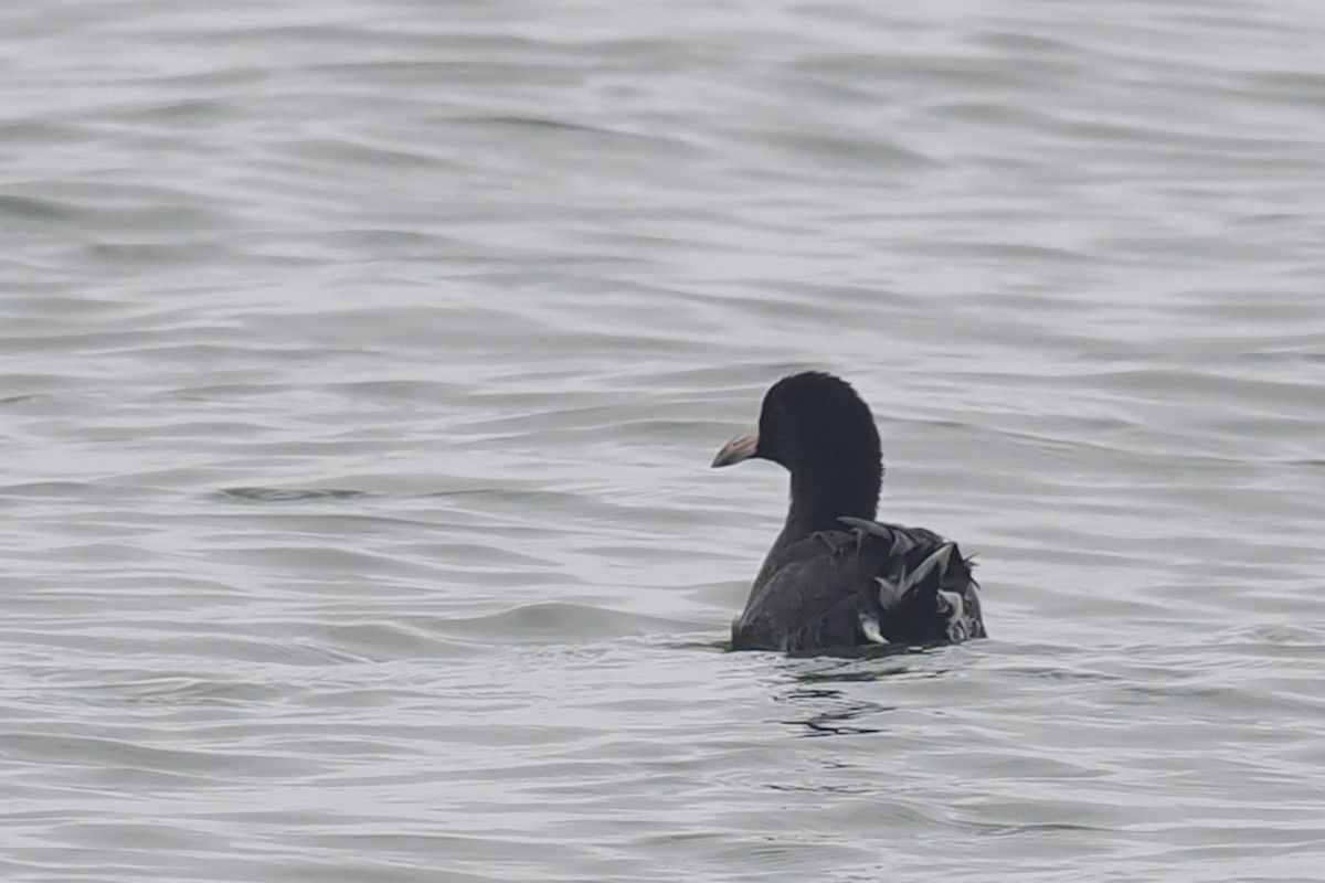 American Coot - ML623093802